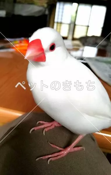 迷子鳥の画像