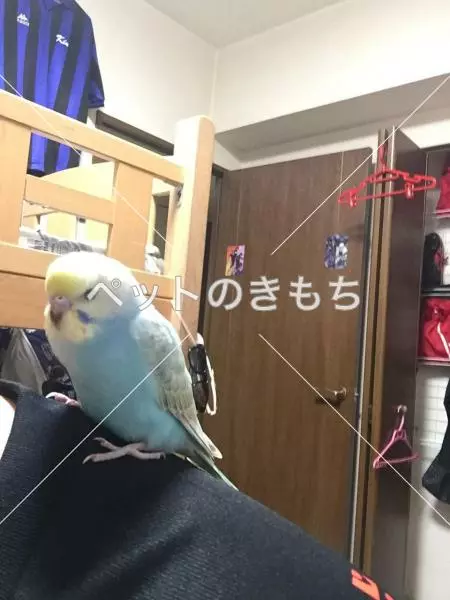 迷子鳥の画像