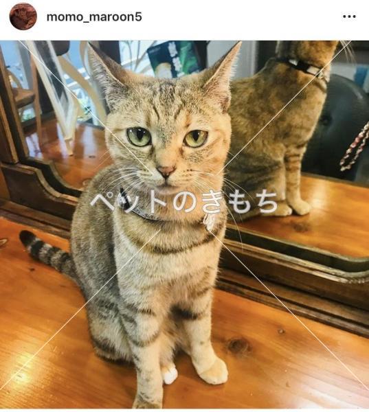 迷い猫の写真