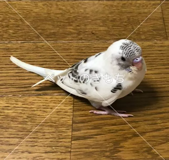 迷子鳥の画像