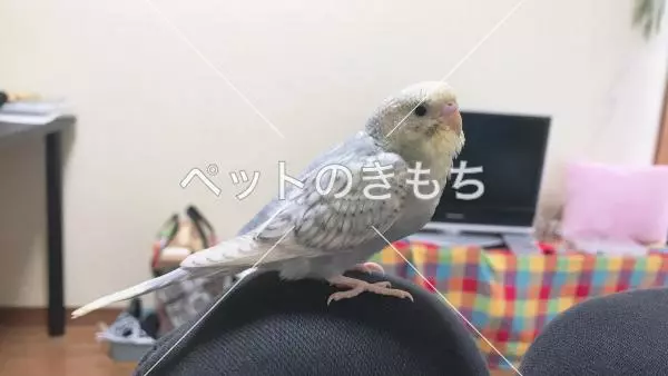 迷子鳥の画像