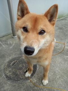 愛知県で犬を保護しました 犬種 柴犬もしくは柴雑種 投稿no 2907 1