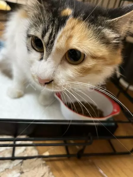 迷子猫の画像
