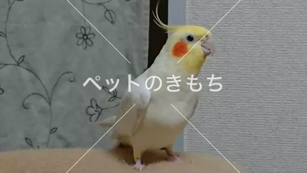迷子鳥の画像