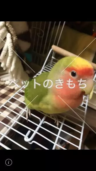 迷子鳥の画像