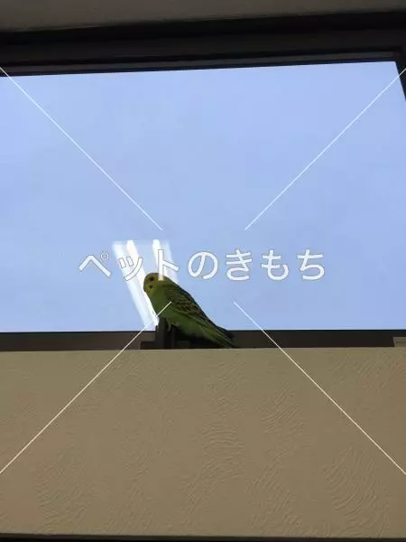保護鳥の画像