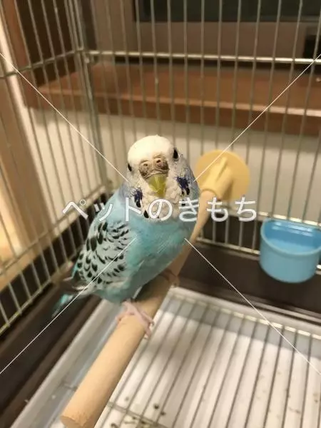 コメント投稿の画像