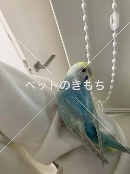 迷子鳥の画像