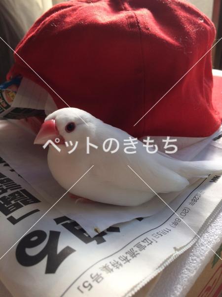迷い鳥の写真