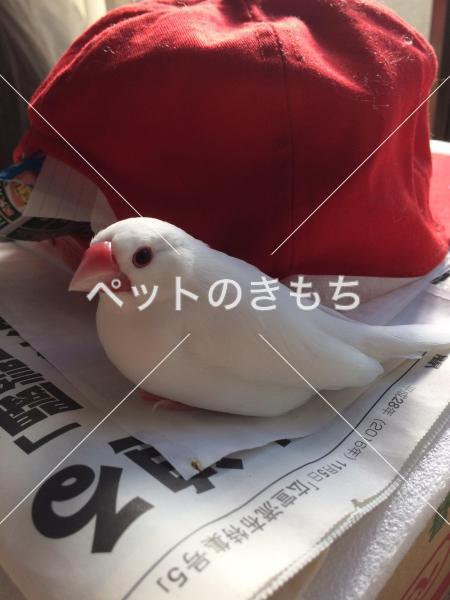 迷子鳥の画像