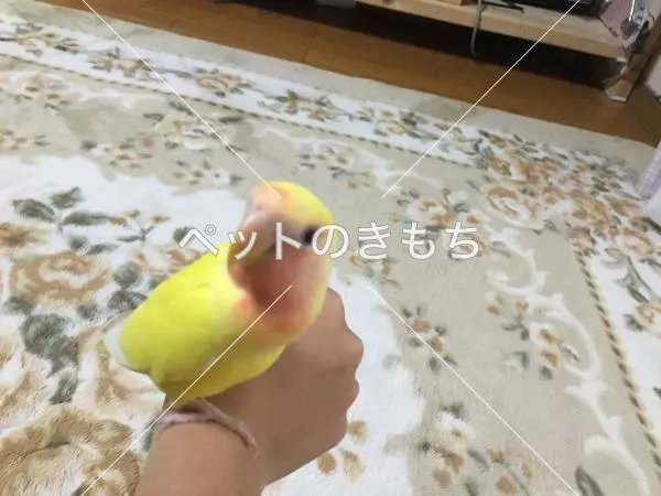 迷子鳥の画像