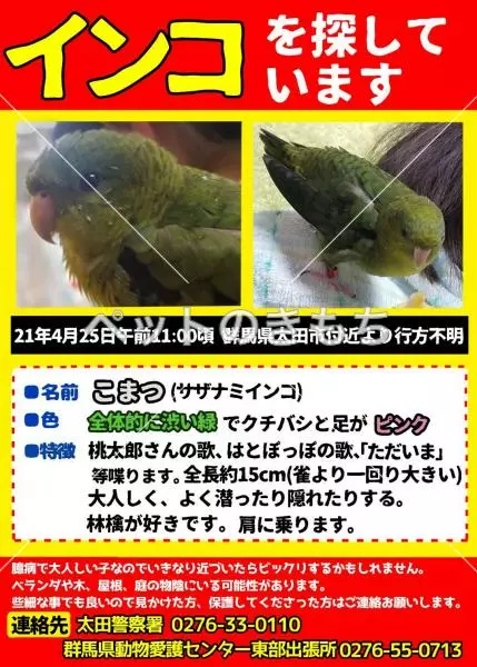 迷子鳥の画像