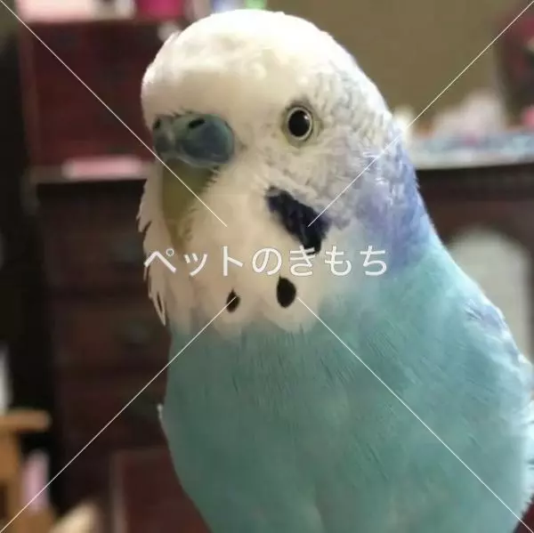 迷子鳥の画像