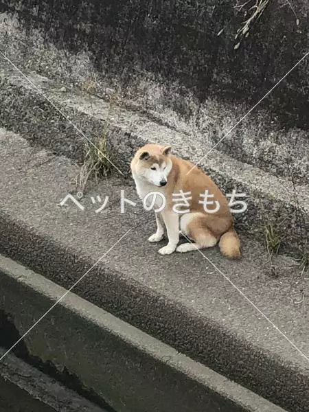 迷子犬の画像