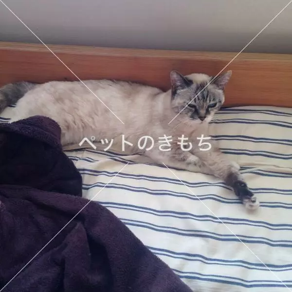 迷子猫の画像