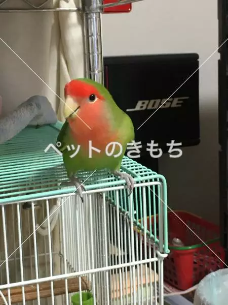 迷子鳥の画像