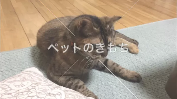 迷子猫の画像
