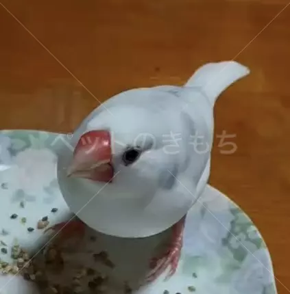 迷子鳥の画像