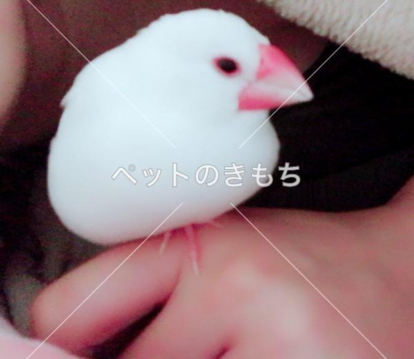 迷子鳥の画像