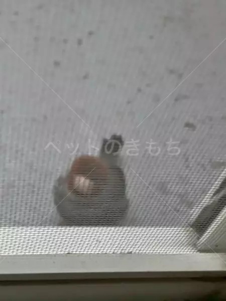 コメントの画像