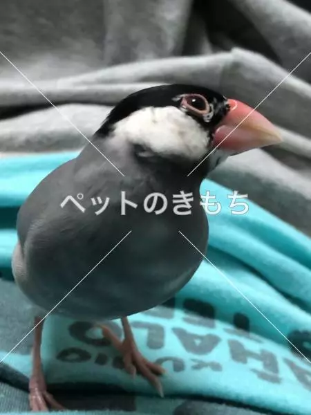 コメント投稿の画像