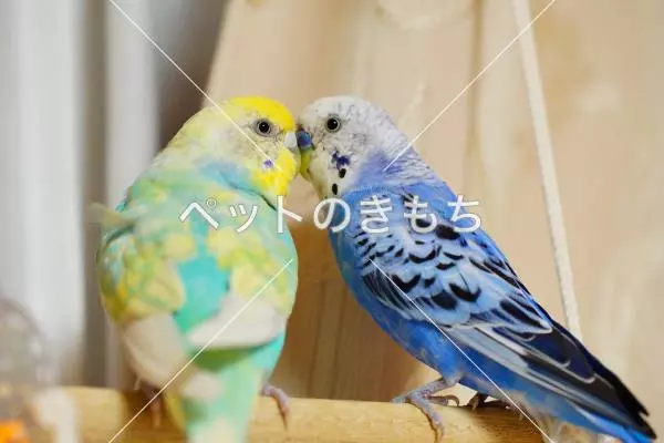 迷子鳥の画像