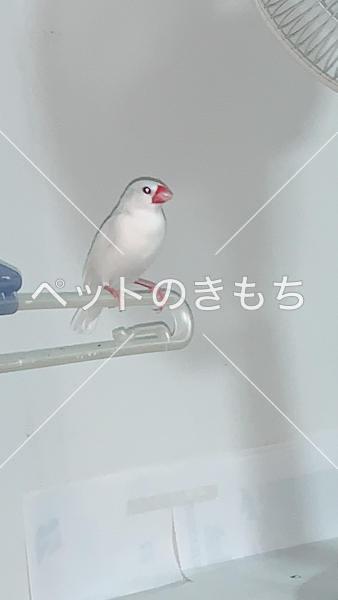 迷子鳥の画像