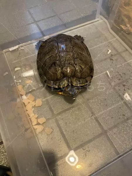 保護ペットの画像