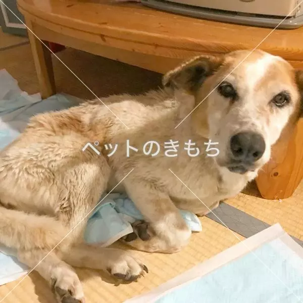 保護犬の画像