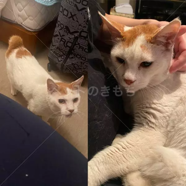 迷子猫の画像