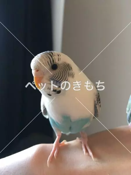 迷子鳥の画像
