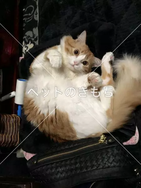 迷子猫の画像