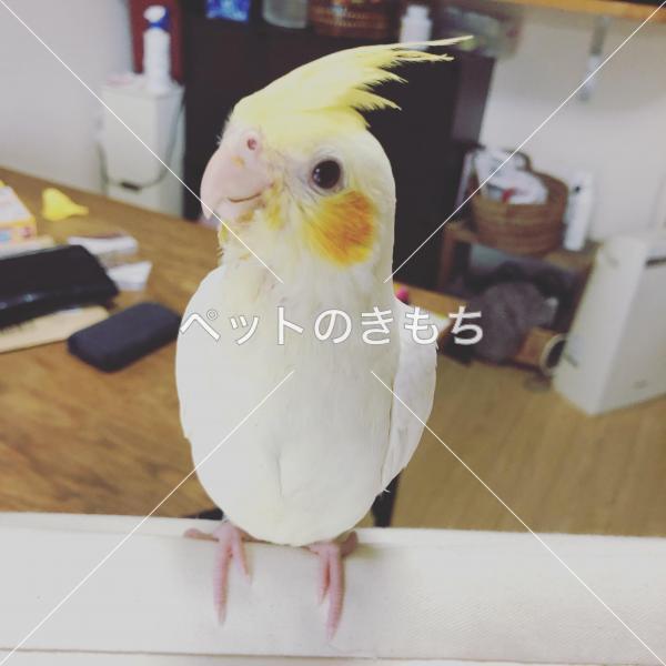 迷子鳥の画像