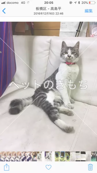 コメント投稿の画像