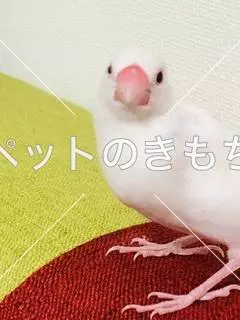 迷子鳥の画像