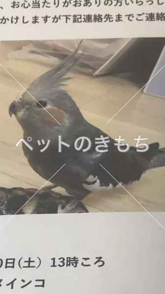 迷子鳥の画像