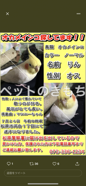 迷子鳥の画像