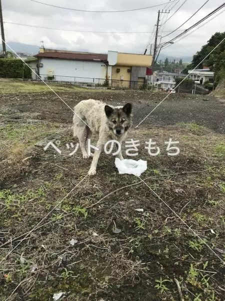 コメント投稿の画像