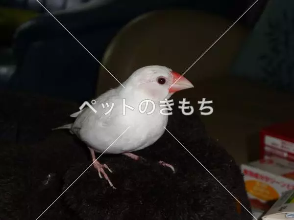 迷子鳥の画像