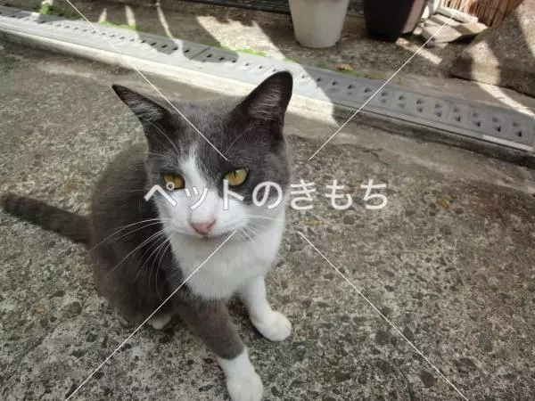 迷子猫の画像