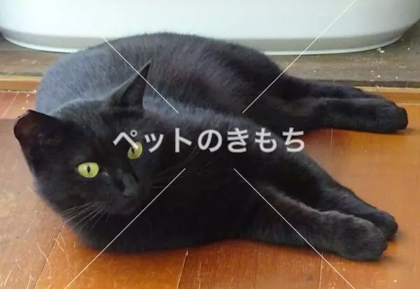 迷子猫の画像