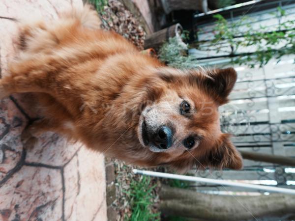 迷子犬の画像