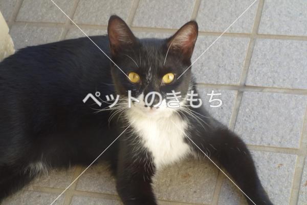 保護猫の画像