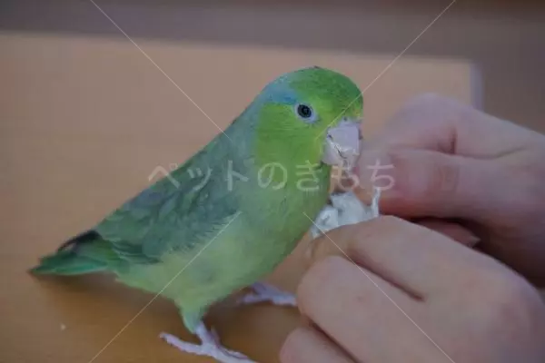迷子鳥の画像