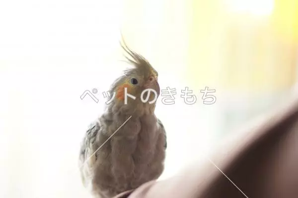 迷子鳥の画像