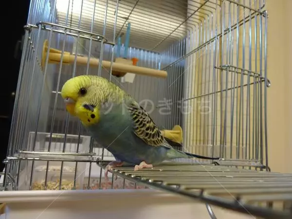 コメント投稿の画像