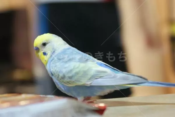 コメント投稿の画像