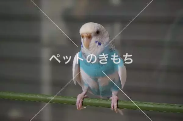 迷子鳥の画像