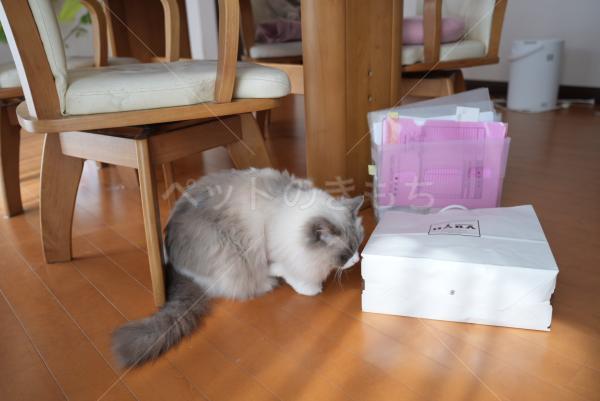 迷子猫の画像