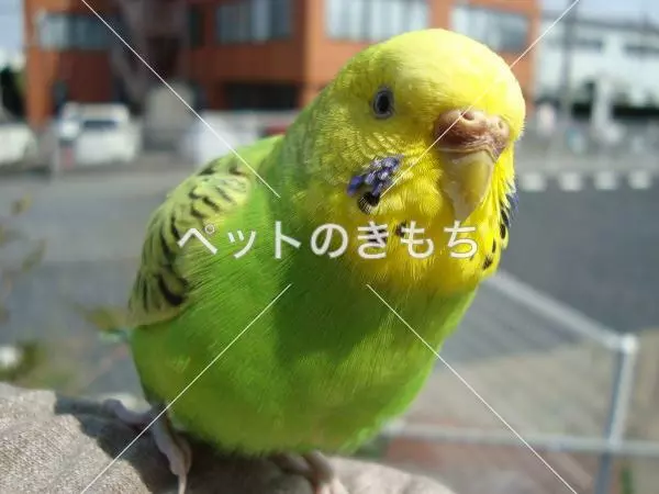 迷子鳥の画像